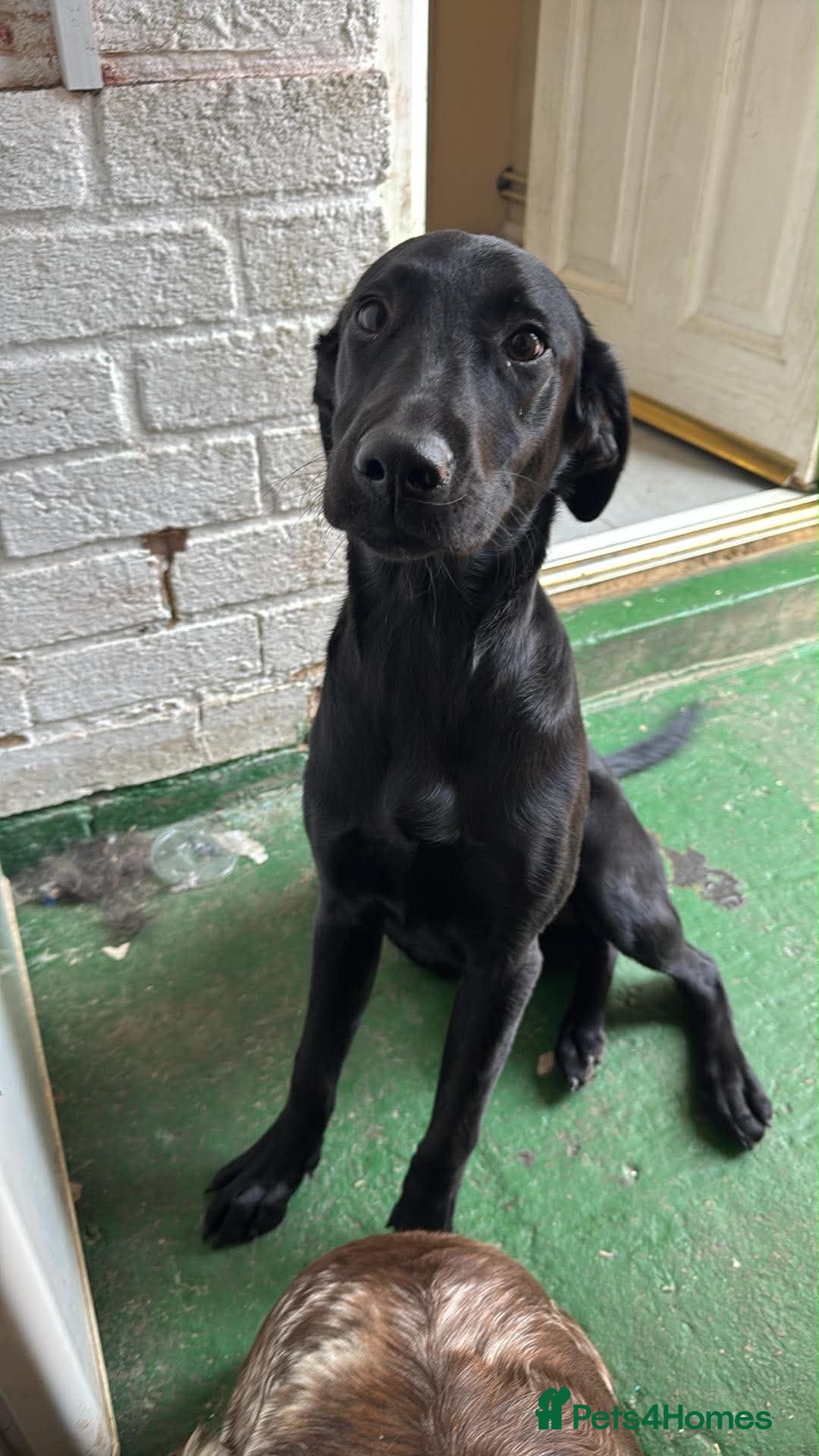 Labrador Retriever dogs 6 month old lab  - Advert 12