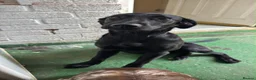 Labrador Retriever dogs for sale: 6 month old lab  - Advert 1