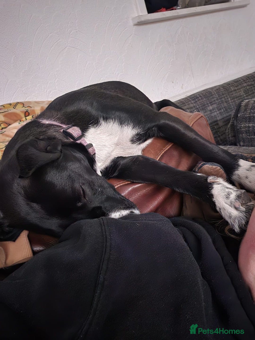 Mixed Breed dogs for sale: Beautiful 1 year old female dog  - Advert 18