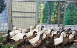 Chickens poultry for sale: Chickens Point of lay hens - Image 3