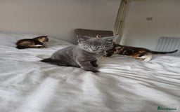 Mixed Breed cats for sale: Beautiful kittens - Image 21