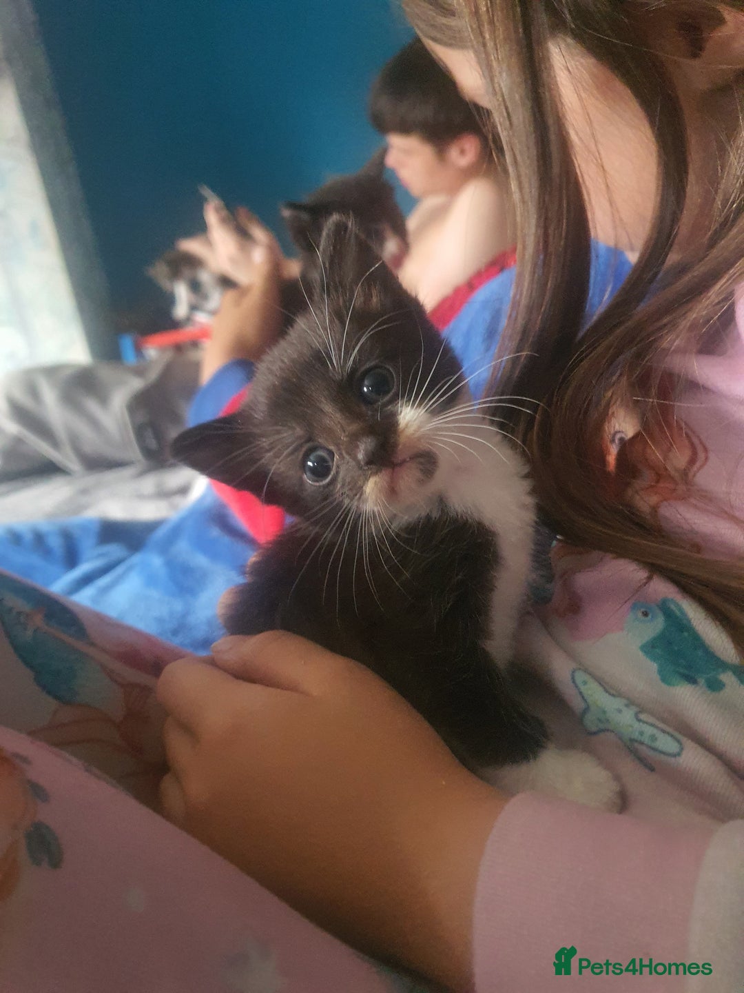 Mixed Breed cats for sale: 2 black and white boys - Image 6