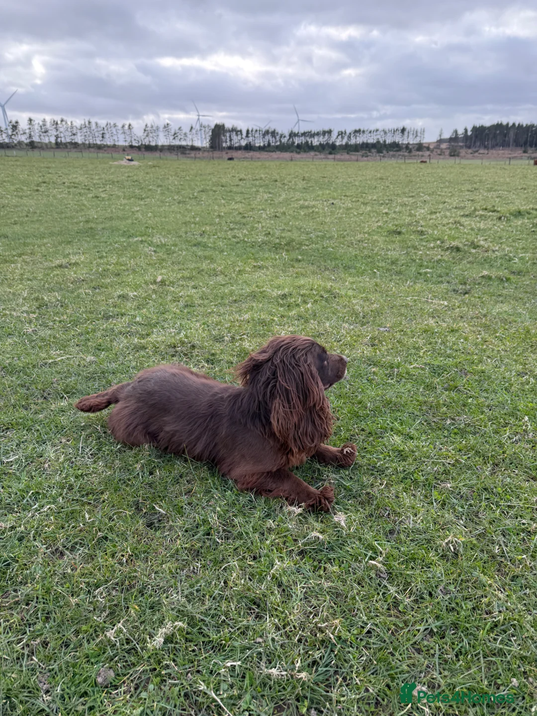 Cocker Spaniel dogs for sale: Working Cocker bitch  - Advert 4