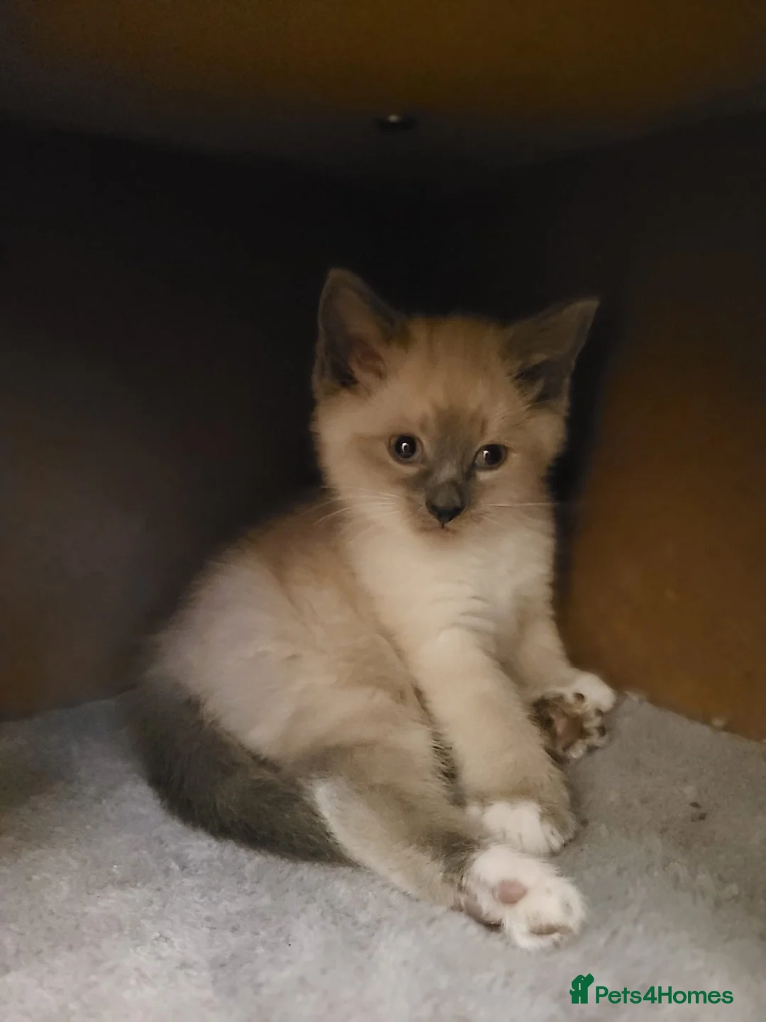 Mixed Breed cats for sale: Beautiful, Playful Kittens- Ready for Loving Homes - Advert 12