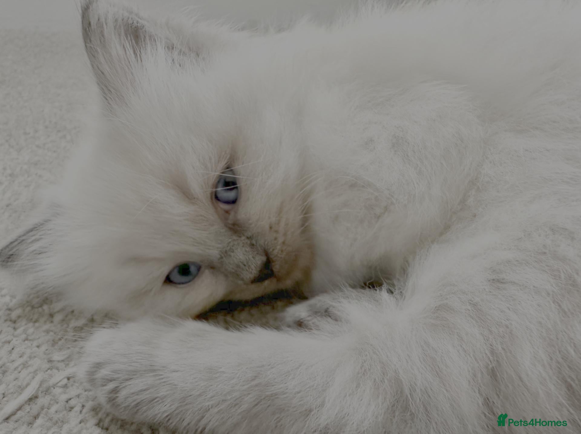 Ragdoll cats Perfect Beautiful Little Ragdoll Boy - Advert 2