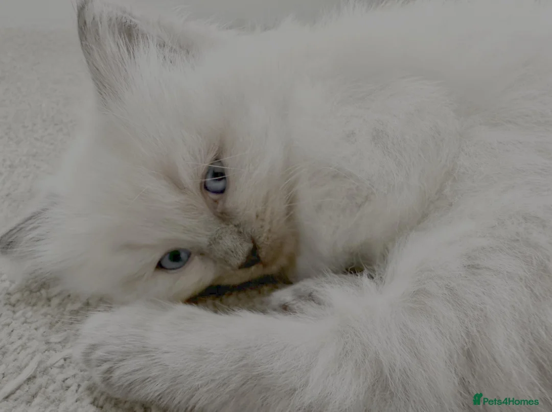 Ragdoll cats for sale: Perfect Beautiful Little Ragdoll Boy - Advert 2