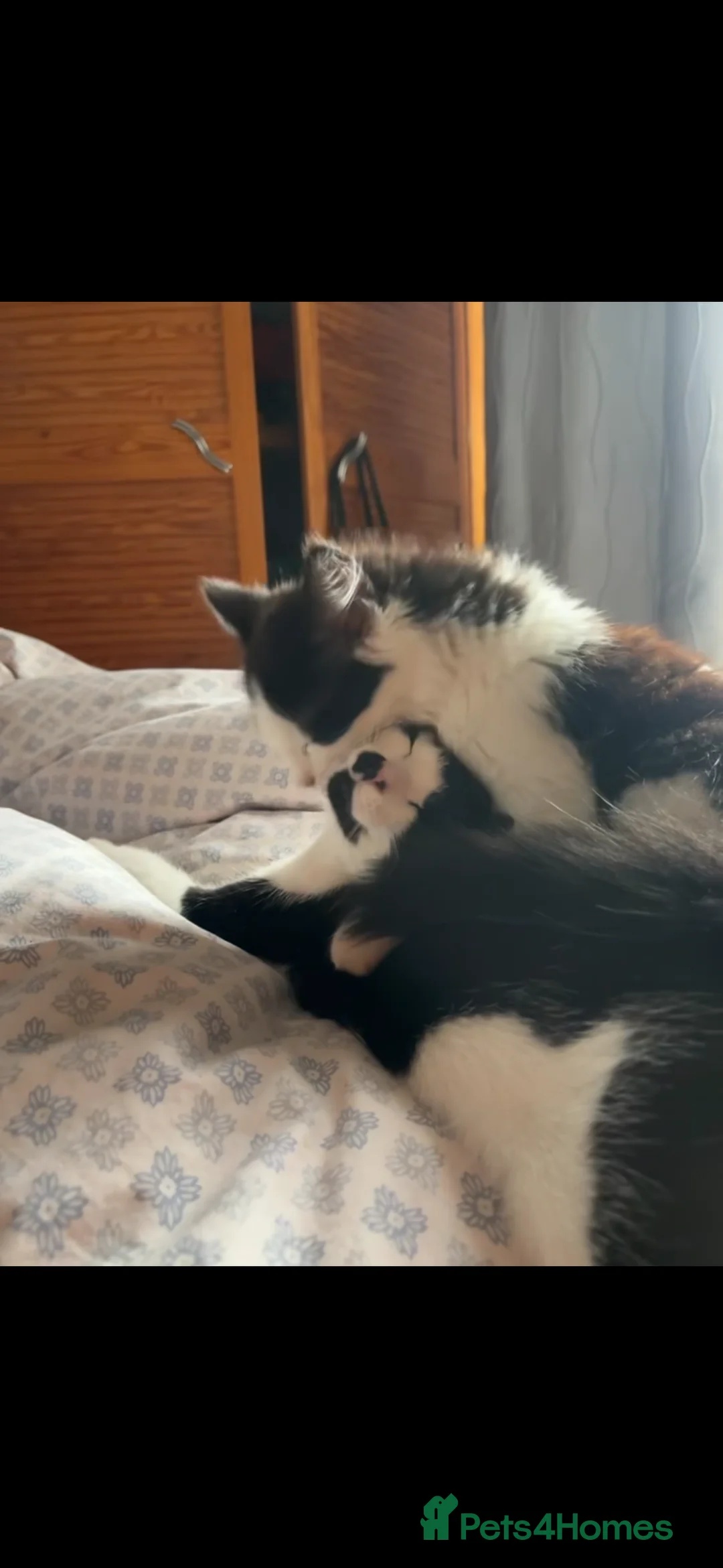 Mixed Breed cats for sale: Beautiful Playful Young Cats - Advert 11