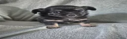 Chihuahua dogs for sale: 3 Beautiful KC Reg Chihuahua puppies - Advert 4