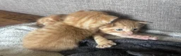 Mixed Breed cats for sale: Gorgeous ginger male kittens  in Falmouth - Advert 8