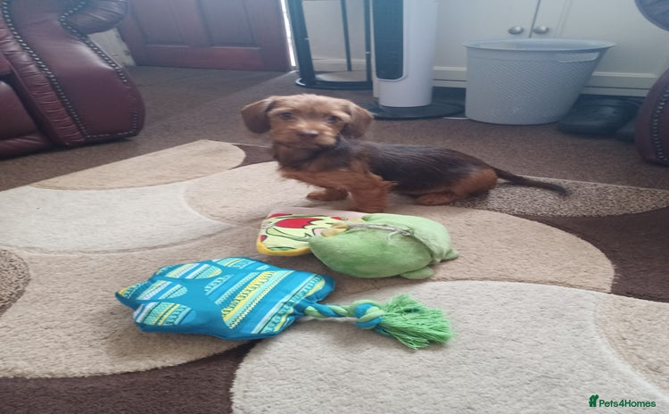 Doxiepoo dogs - Advert 1