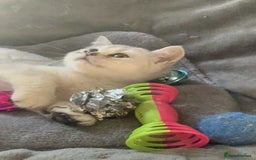 British Longhair cats for sale: BSH and BLH Silvers   in Bournemouth - Image 6
