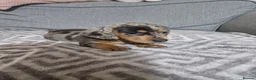 Miniature Dachshund dogs for sale: Rare Color Miniature Dachshunds-Dapple, Blue & Tan in Northwich - Advert 1
