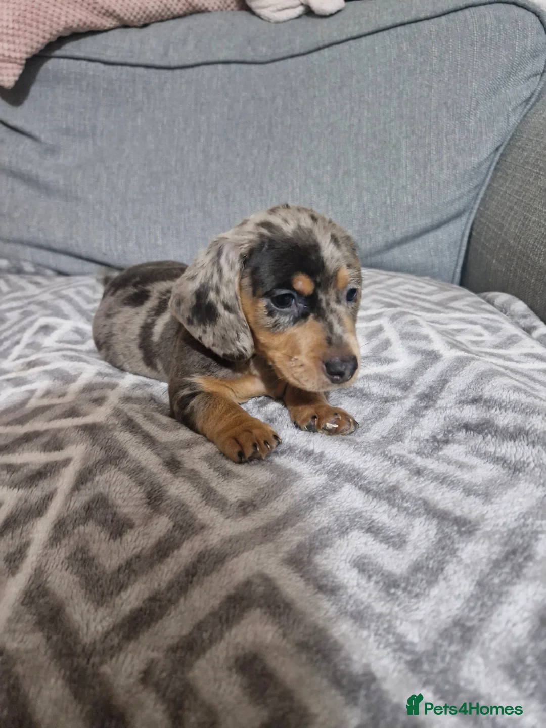 Miniature Dachshund dogs for sale: Rare Color Miniature Dachshunds-Dapple, Blue & Tan in Northwich - Advert 1