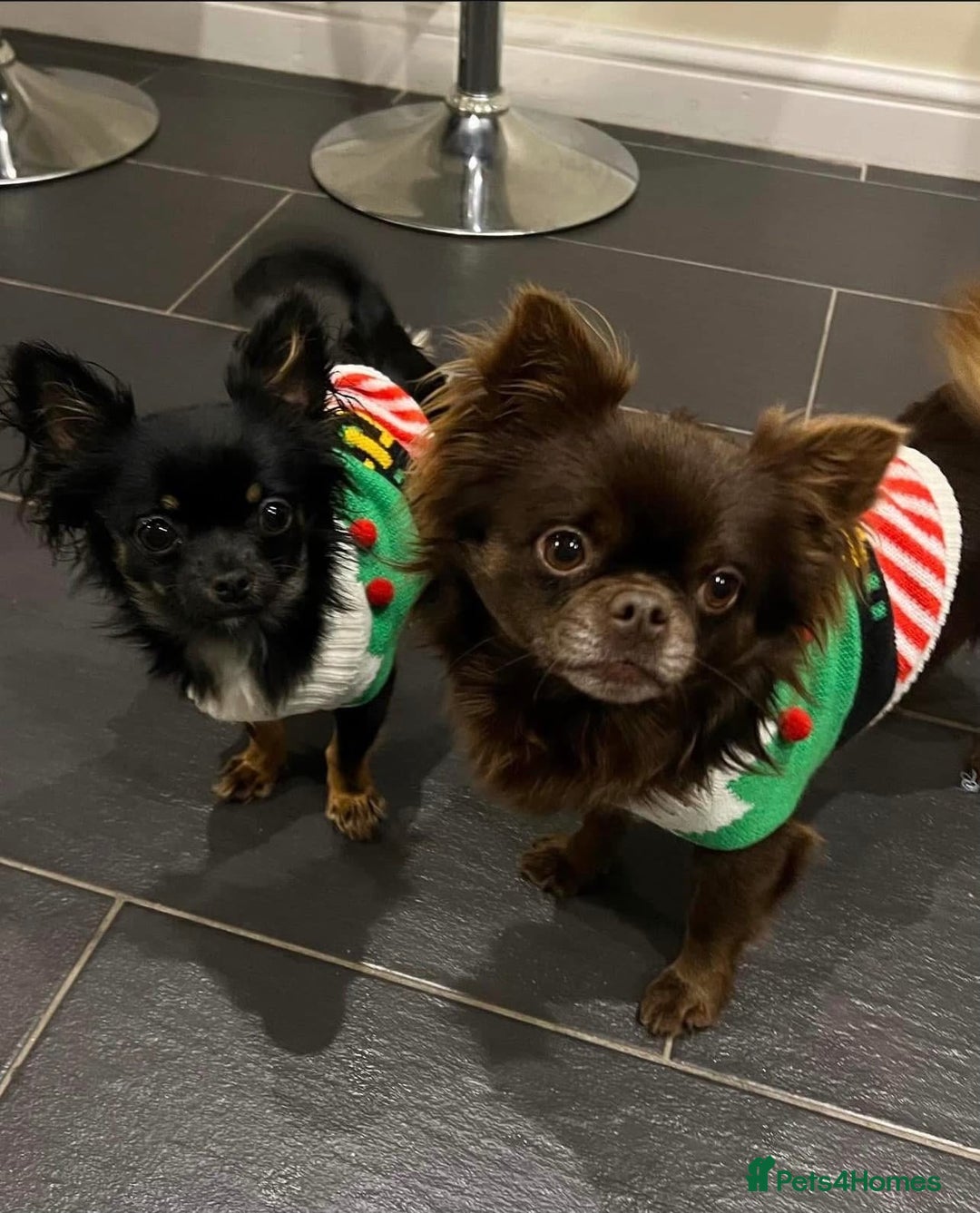 Chihuahua dogs for stud: Duke- KC Reg Chocolate Long Coat Stud Available in Tredegar - Advert 14