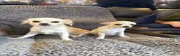 Chihuahua dogs for sale: 4 smooth coat apple head Chihuahua puppies - Advert 10