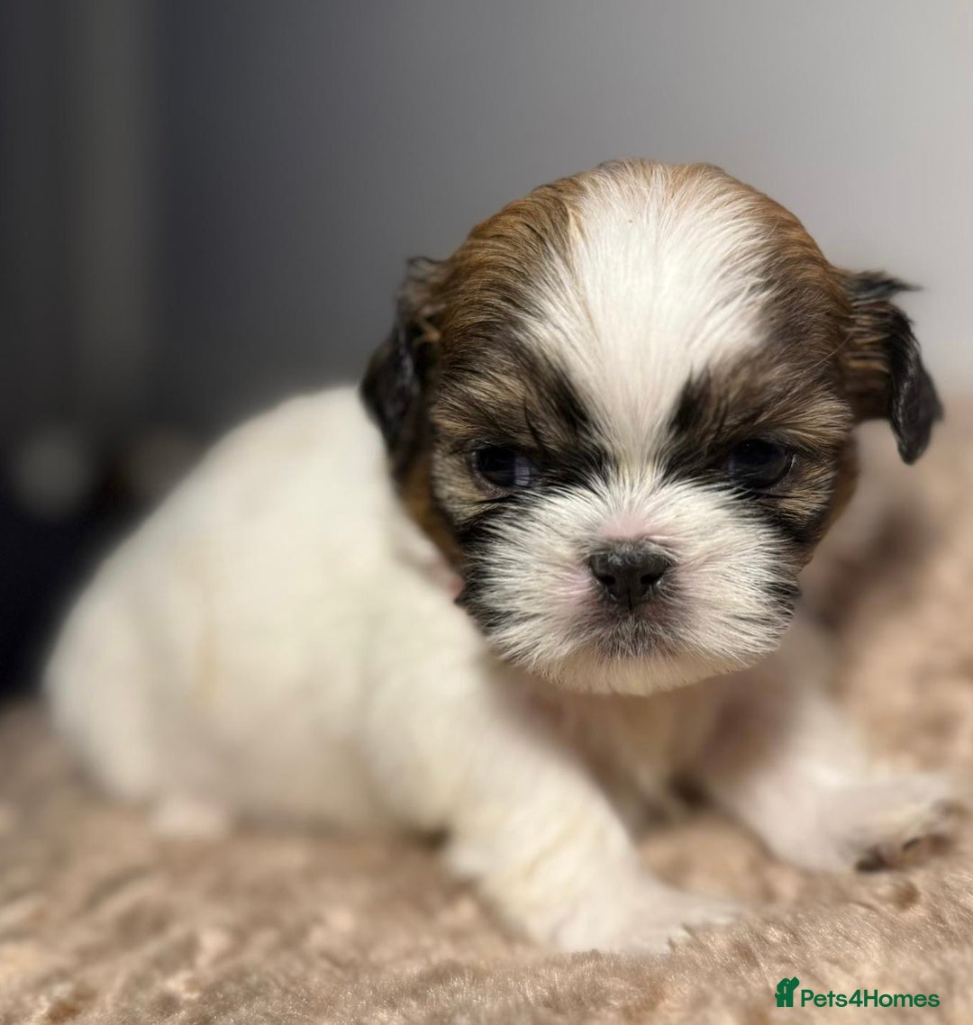 Shih Tzu dogs for sale: Beautiful Tricolour Mini Shih Tzu Puppies - Advert 4