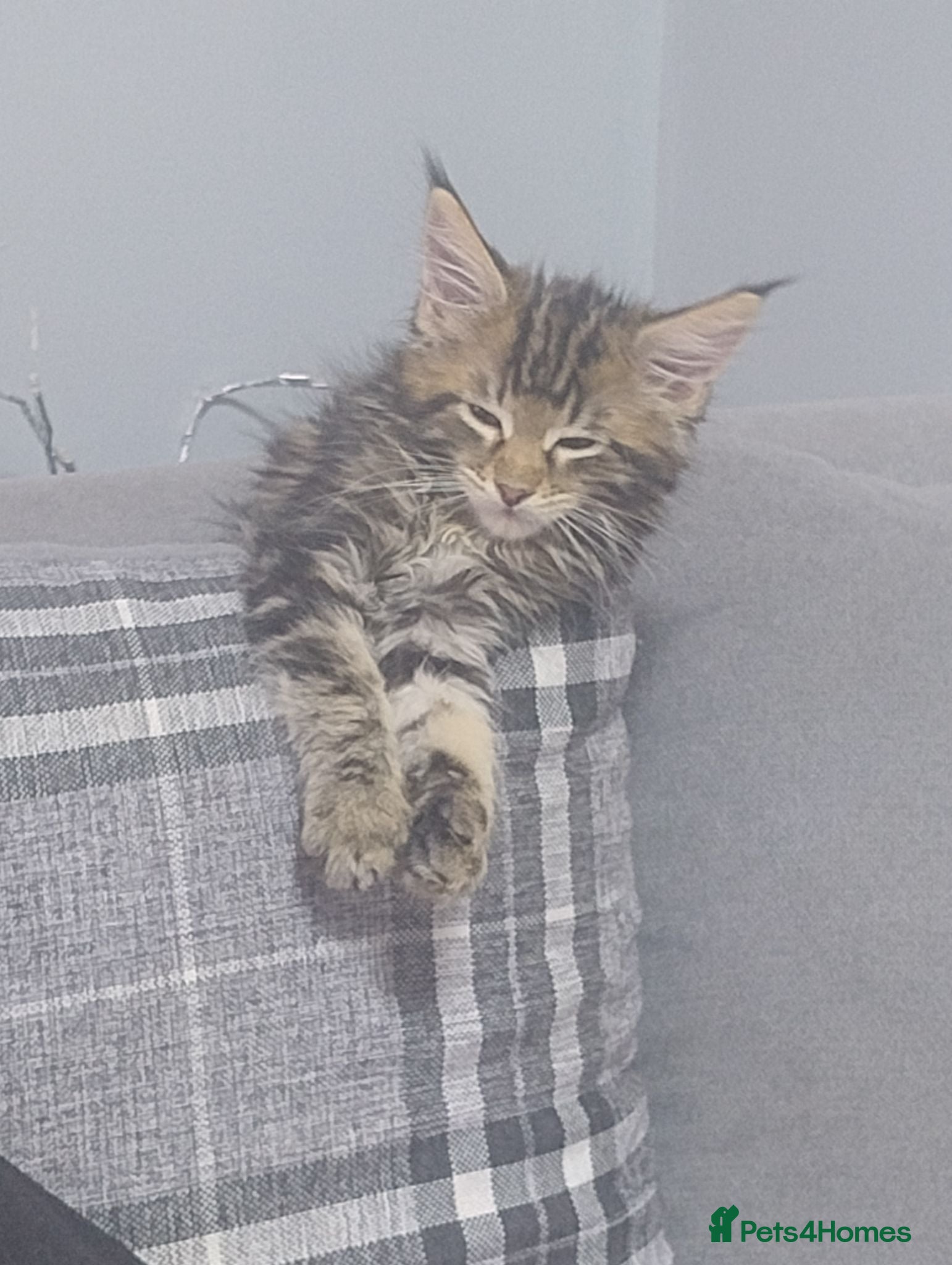 Maine Coon cats 4 Cuddly Maine Coon Kittens Rare Ginger Tabby Girl - Advert 14