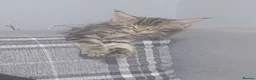 Maine Coon cats for sale: 4 Beautiful Full Maine Coon Kittens Ginger Girl - Advert 5