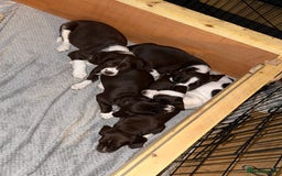 Mixed Breed dogs for sale: Chi sprocker  - Image 4