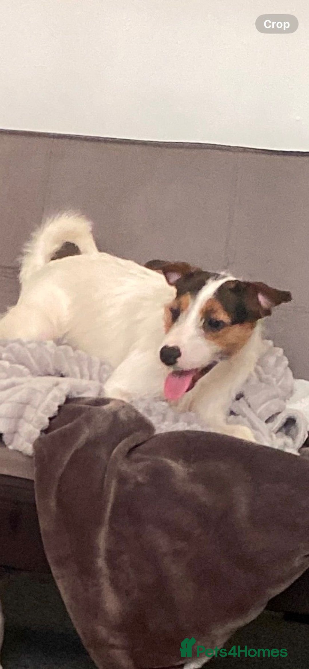 Jack Russell dogs for sale: Puppy jack Russell’s - Image 17