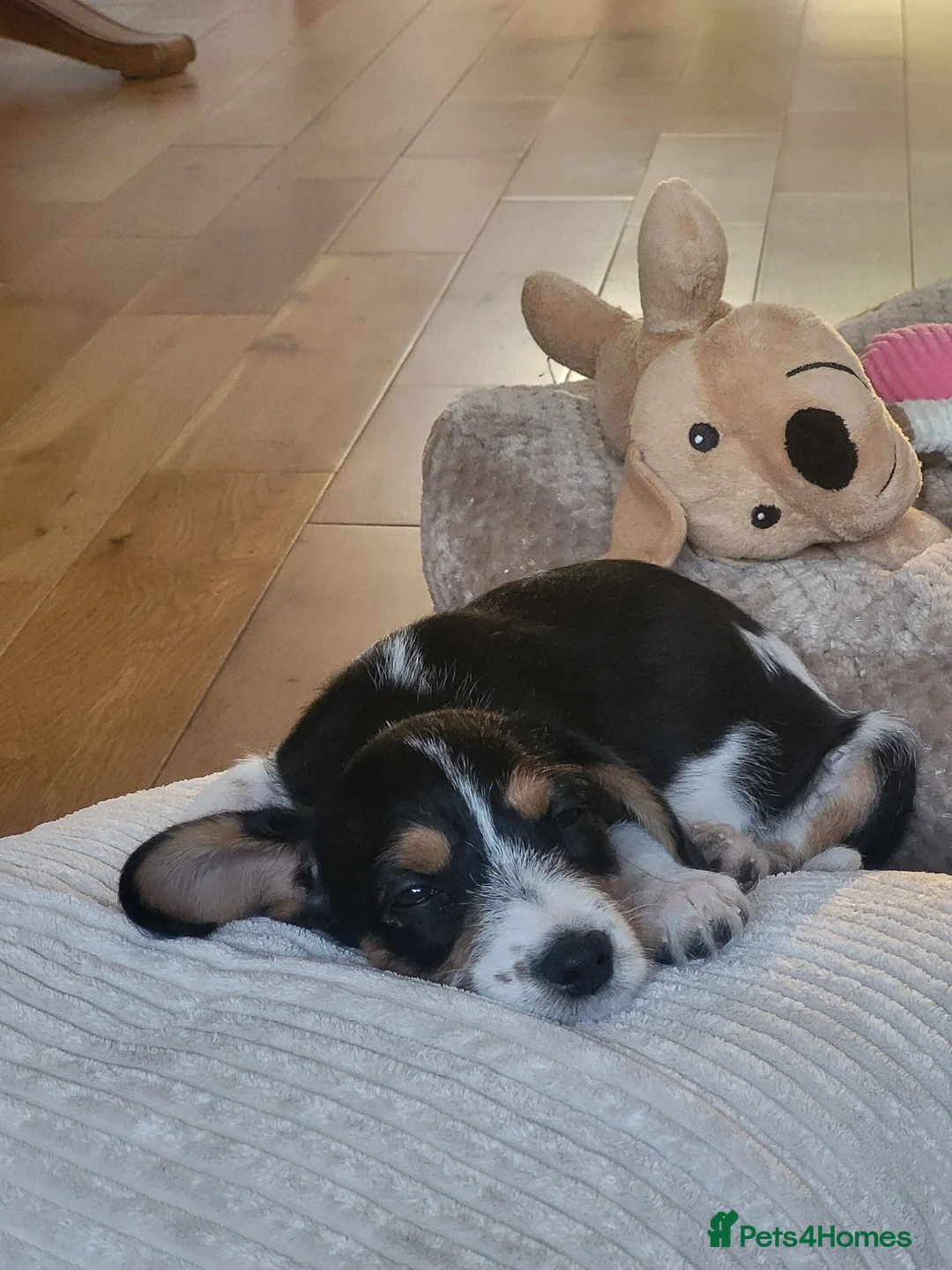 Jack Russell dogs for sale: Millie the jack in Southampton - Advert 2