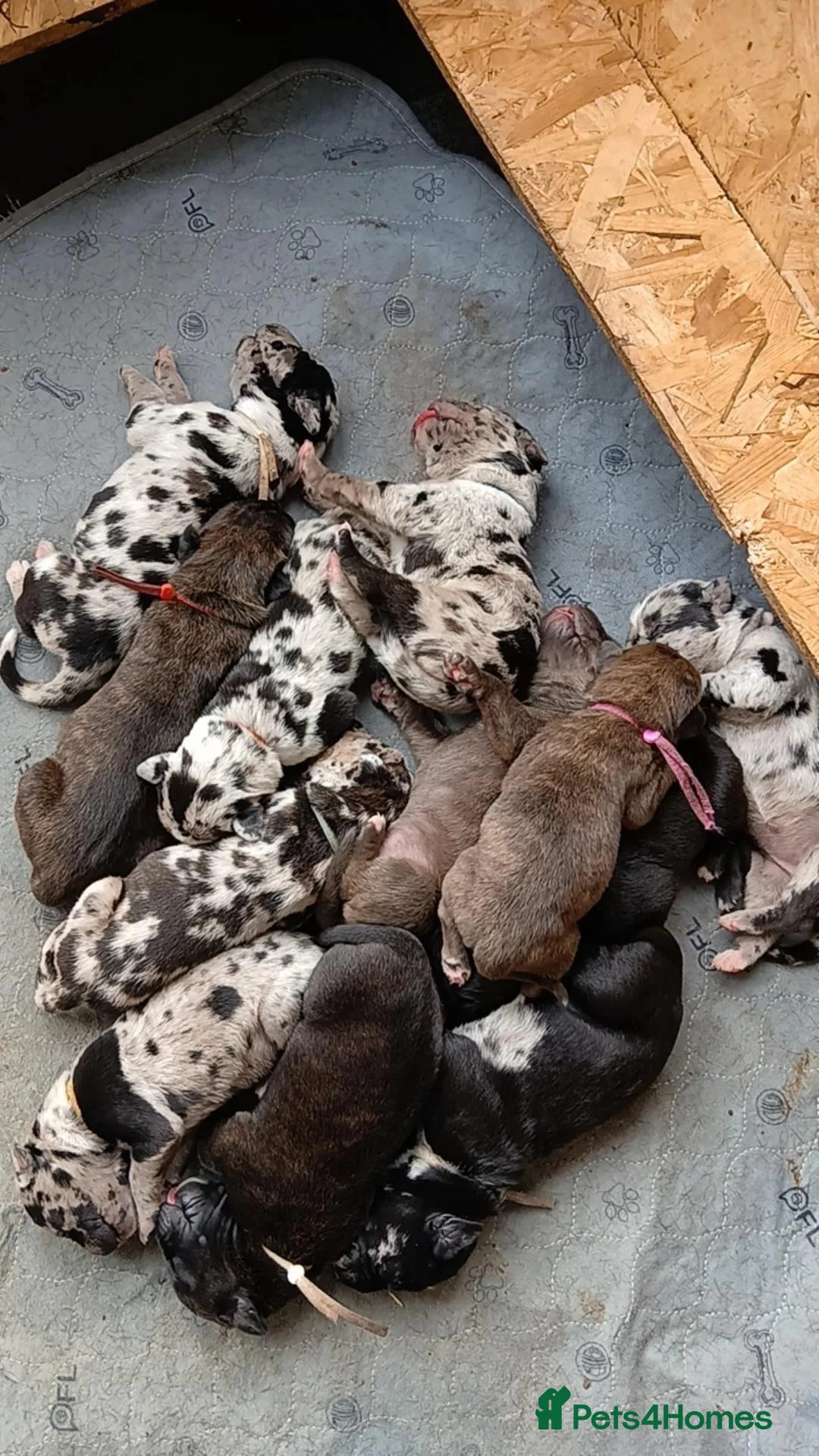 Cane Corso dogs for sale: Exotic Cane Corso Pups - Advert 15
