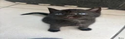 Scottish Fold cats for sale: Scottish Fold Mix Kitten  - Advert 36