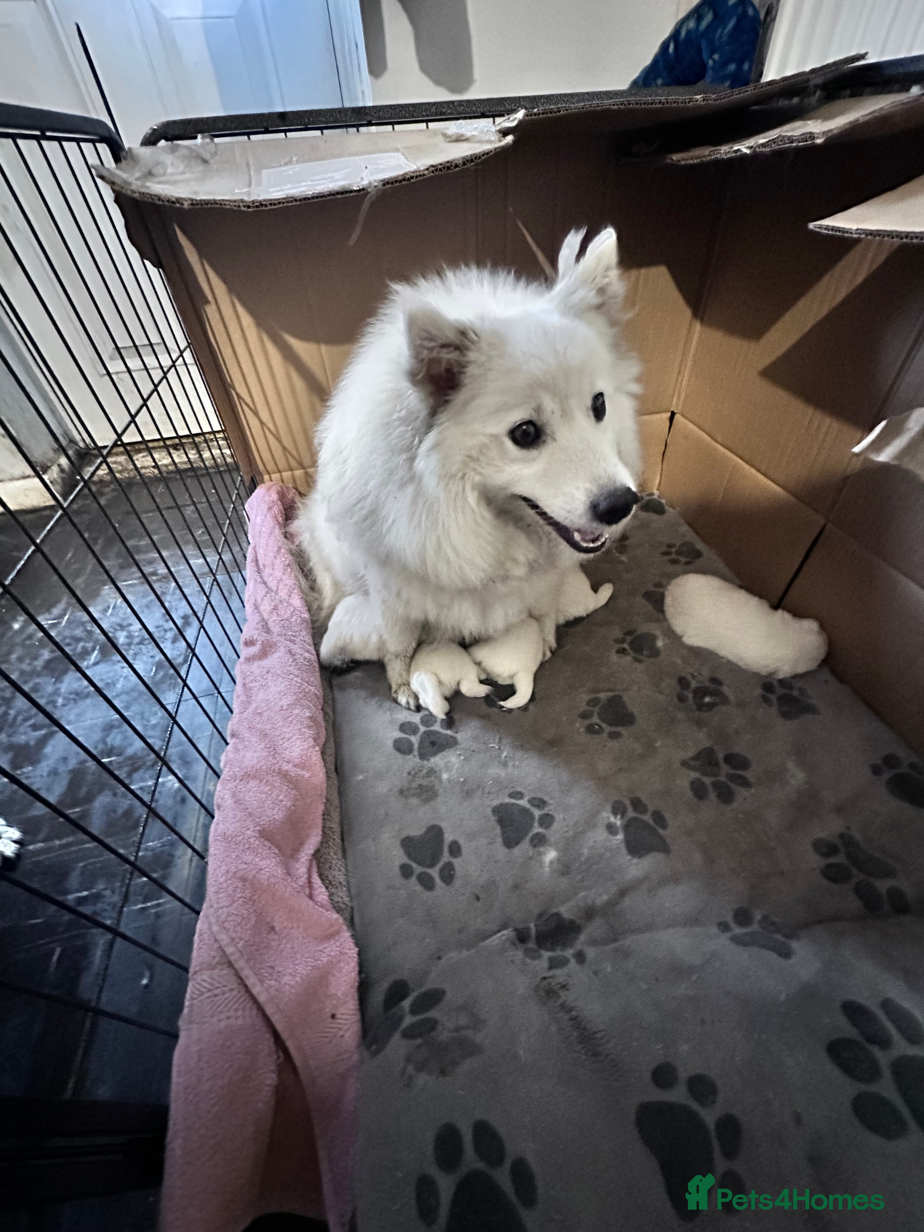 Japanese Spitz dogs Japanese spitz pups for sale  - Advert 3