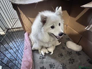 Japanese Spitz dogs Japanese spitz pups for sale - Advert 1