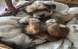 Yorkshire Terrier dogs for sale: Beautiful Chocolate Orange Yorkshire Terriers - Image 12