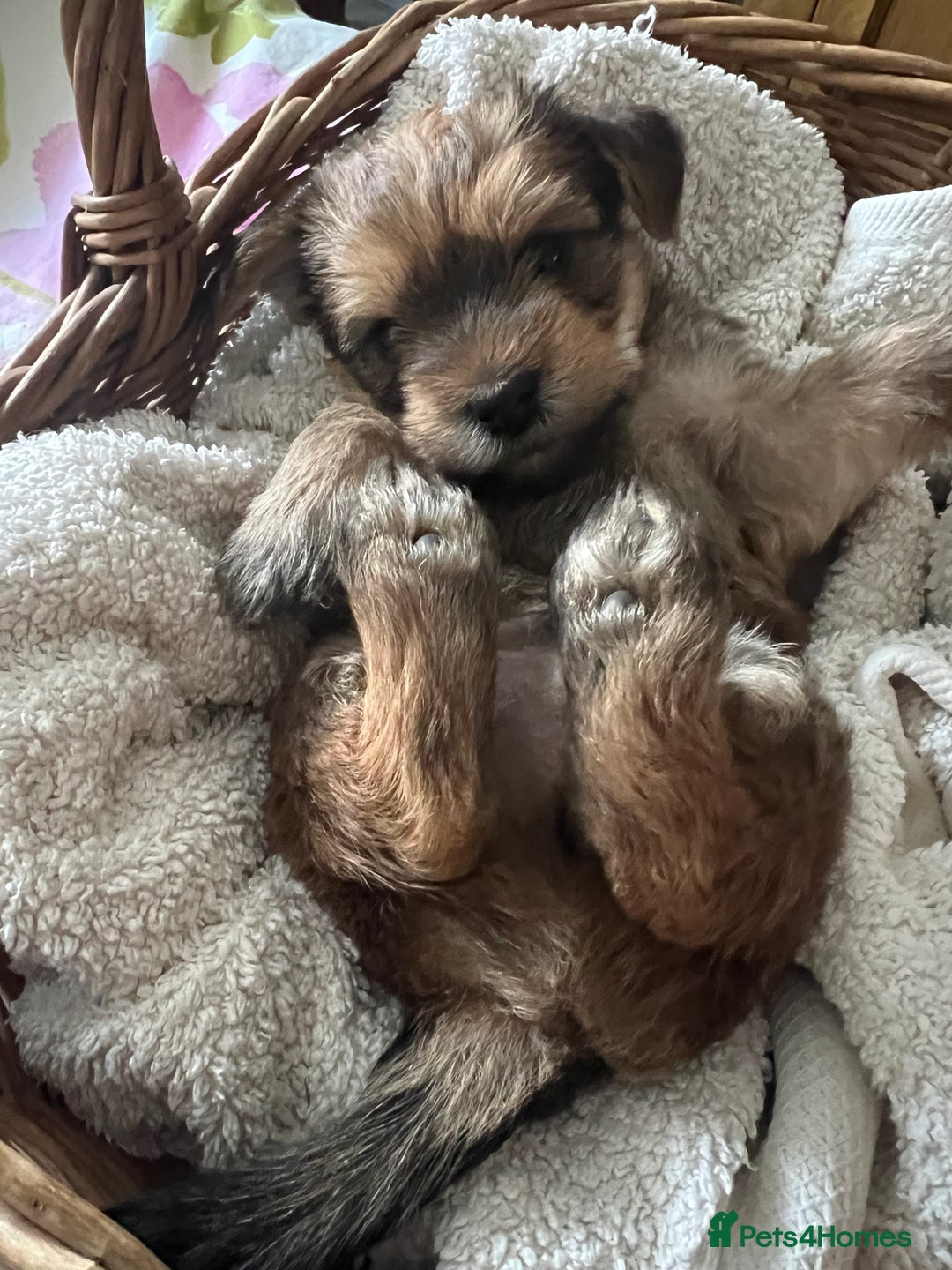 Yorkshire Terrier dogs for sale: Beautiful Chocolate Orange Yorkshire Terriers - Image 12