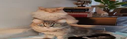 Maine Coon cats for sale: Russian bloodline Maine coon kittens in Leeds - Advert 9