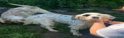 English Setter dogs for adoption: Dora   in Warrington - Advert 6