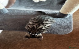 Bengal cats for sale: 🐆✨[REDUCED TO CLEAR!!] LAST THREE PURE BENGAL’S❤️ - Image 11