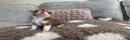 Chihuahua dogs for sale: 🐶Tiny exquisite RARE blue, Lilac & Chocolate Tri  - Advert 20