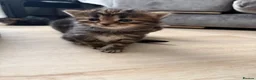 Maine Coon cats for sale: Main coon kittens - Advert 10