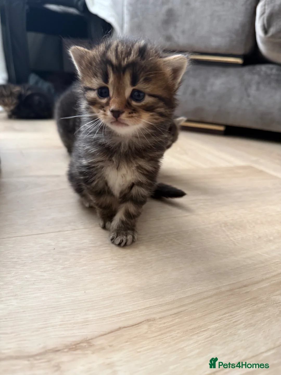 Maine Coon cats for sale: Main coon kittens - Advert 10