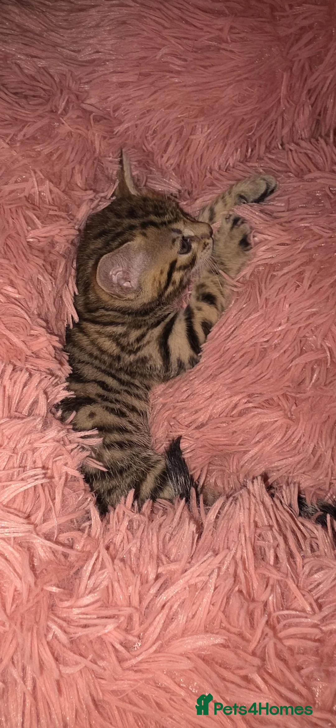 Bengal cats for sale: Beautifully Pure Brown Rossete Bengal girl - Advert 14