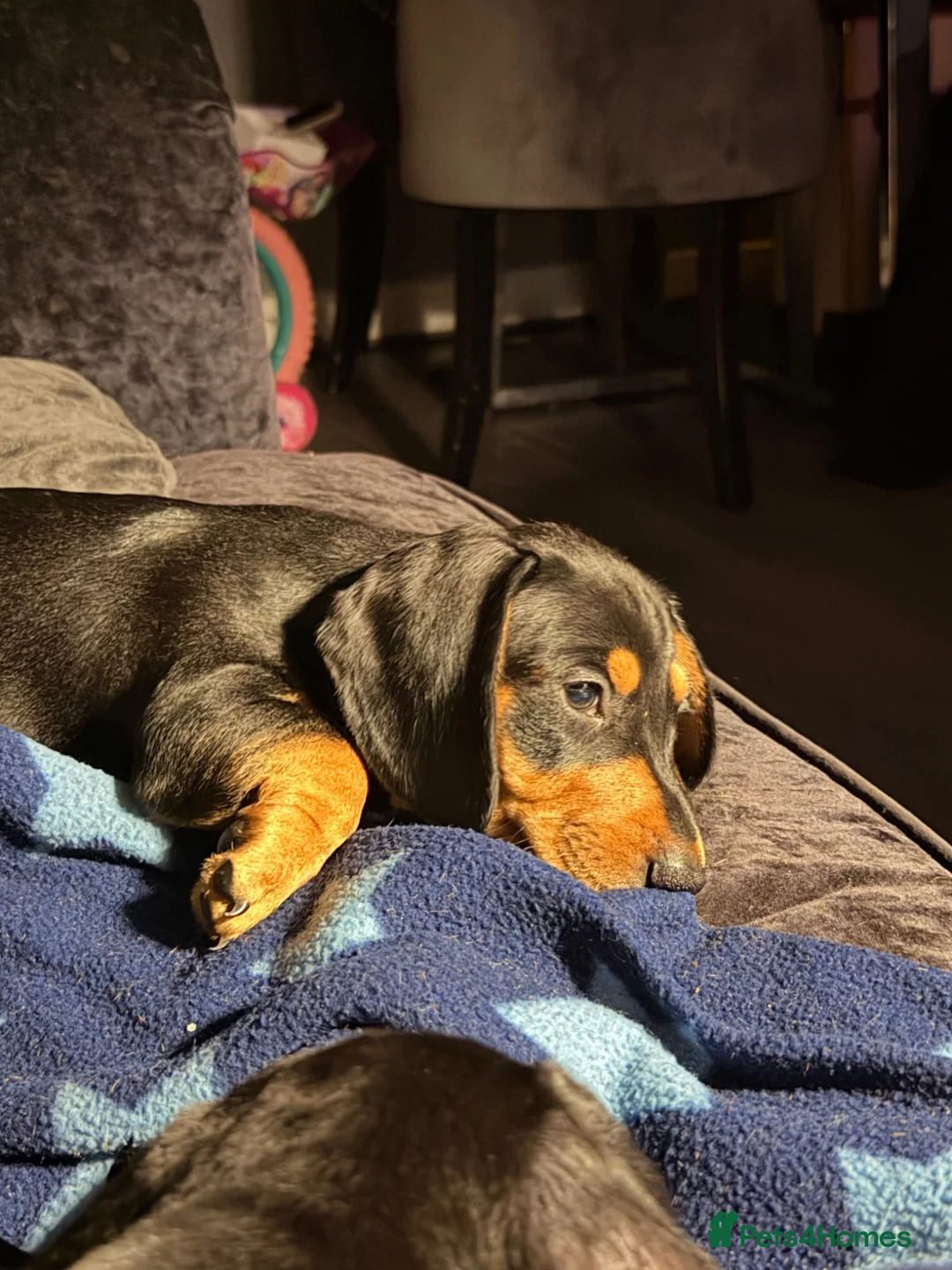 Dachshund dogs for sale: READY NOW REDUCED 1 boy Black & Tan dachshund  - Advert 1