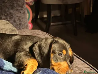 Dachshund dogs READY NOW 1 boy traditional Black & Tan dachshund - Advert 1