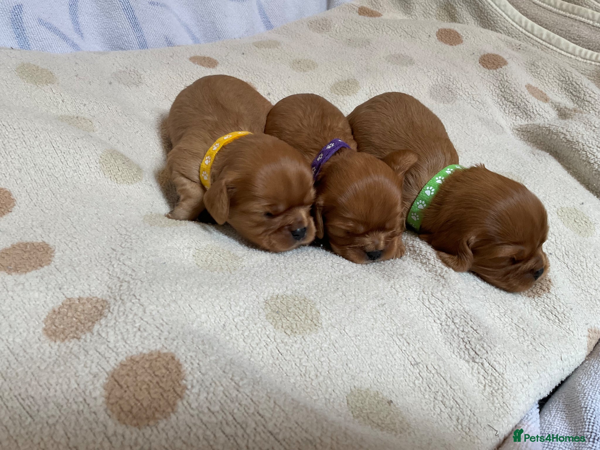 Cavalier King Charles Spaniel dogs Ruby Cavalier King Charles Spaniels Puppy’s  - Advert 2