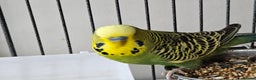 Budgerigars birds for sale: Budgies for sale - Advert 4