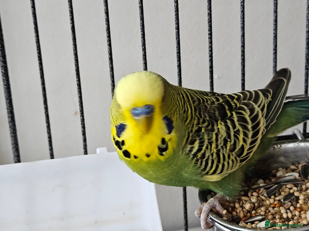 Budgerigars birds for sale: Budgies for sale - Image 4