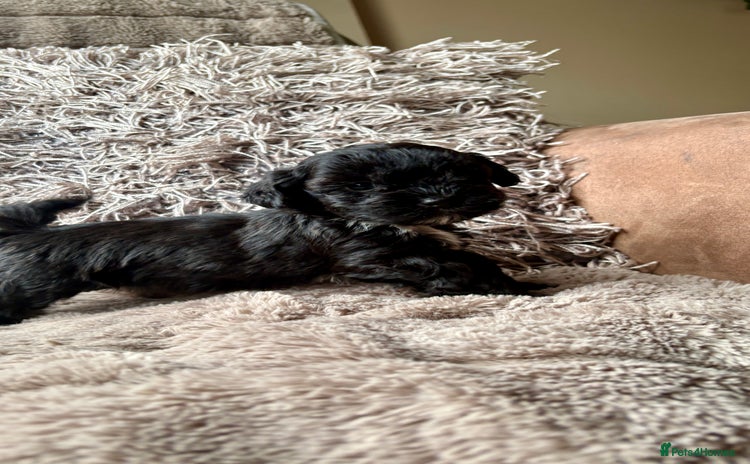 Lhasapoo dogs - Advert 6