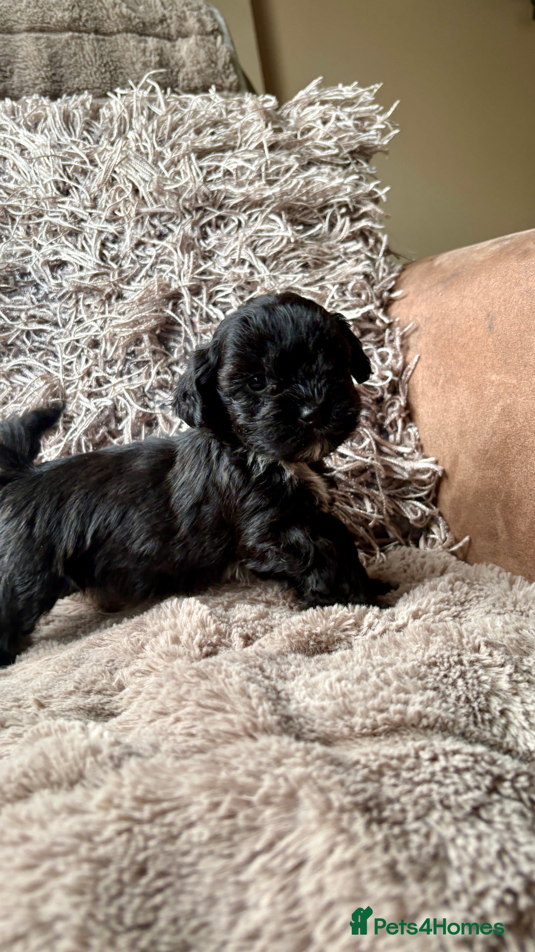 Lhasapoo dogs for sale: *****only 1 girl and 2 boys left ***** - Image 15