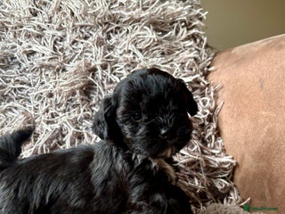 Lhasapoo dogs - Advert 2