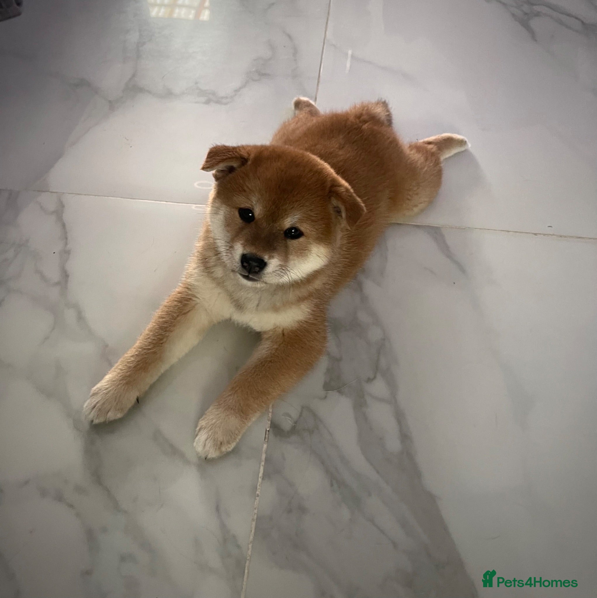 Japanese Shiba Inu dogs KC registered Japanese Shiba Inu puppies - Advert 2