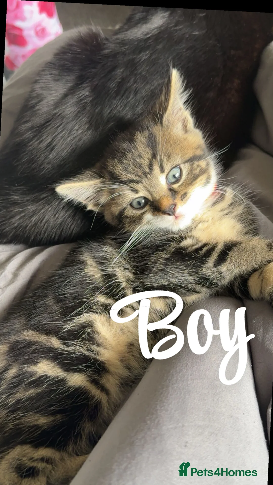 Mixed Breed cats for sale: 3 kittens £150 each  in Sunderland - Advert 5