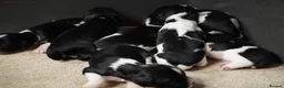 English Springer Spaniel dogs for sale: Beautiful Springer Spaniel Puppies for sale in Honiton - Advert 8