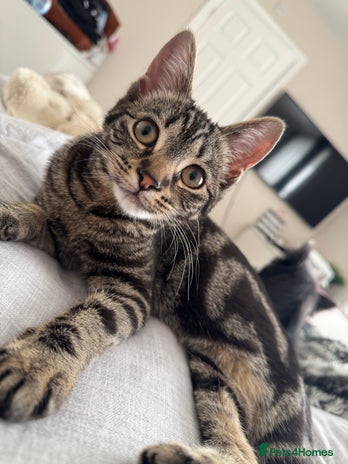 Mixed Breed cats - Advert 1